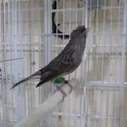 جوز كناري مع فراخ