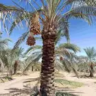 نخل مثمر للبيع نخيل القصيم بريده عنيزه الرس البدايع