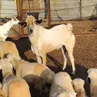 تيس بيشي السن سديد فحل على الشرط