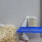 فرخ روز البينو
