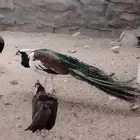 جوز طواويس منتج