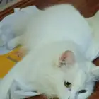 قطه تركي اليفه جدا وودوده انثا لم تتزوج وجاهزه لتلقيح