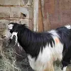 تيس ثني للبيع التواصل خاص