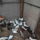 حمام باكستاني وبلدي