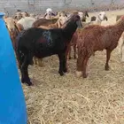 سواكن