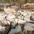 تيوس جملة وتجزئه