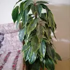 شجرة اصطناعي وشمعدانات