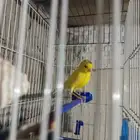 ذكر الكناري جاهز للتزاوج  الصحة