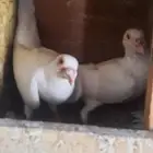 حمام شامي