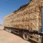 ذره شاميه حبشيه شد جندير تبوك
