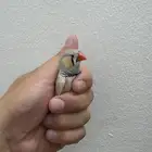 عصافير زيبرا