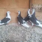 حمام جلستر اوجالاتر القلاب