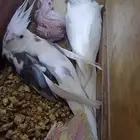 جوز كروان مع لانتاج