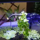نبات نهري S sswassertang