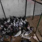 حمام دحل وبلدي ومشكل