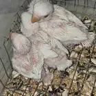 فروخ روز البينو عيون حمر