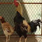 ديك باكستاني اصيل واثنين دجاج بلدي