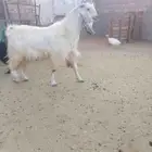 تيس سدس شبب