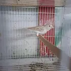 انثى كناري اوبال ( تم البيع )