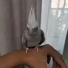 كروان ذكر مونتك