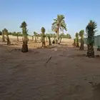 توريد وزراعة النخيل العربي ونخل واشنطني