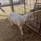 خروف لباني للبيع