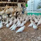 بيع حمام فرنسي العدد 55 إنتاج بعض