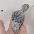 فروخ كنيور يلو سايد رد فاكتوري