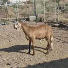 طلي سواكني مع التوصيل