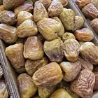 سكري مفتل خراف اليوم