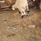 خروف للبيع