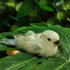 فرخ روز