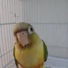كنيور رد فاكتور