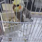 اذكر كوكتيل احمر الخدود و الأنثى بيضه عيونها حمره