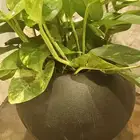 نبات طبيعي شجر
