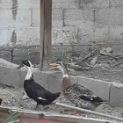 بط بكيني