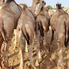 حشو قعدان مفاريد السعر 2850