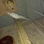 زواج كروان ماشاء الله تبارك الرحمن