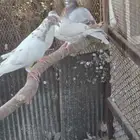 حمام زاجل للبيع مستعجل