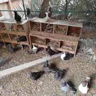 حمام مداين وكنوج