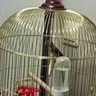 للبيع قري طايفي