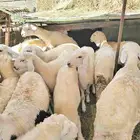 ذبائح حريه وسواكني