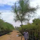 شجر باركنسونيا