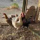 دجاج بلدي للبيع