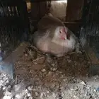 دجاجتين رقاديات