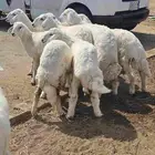 حري وسواكني ثلاجة ومناسبات