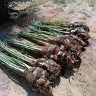 نخل للبيع مثمر خلاص برحي سكري نخل جده مكه الطايف