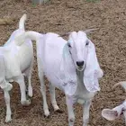 معزا بفحلها للبيع