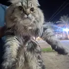 قط لطيف ضائع او متخلى عنه