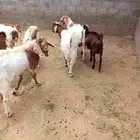 تيوس بورقوت وكلهاري هجين عددها 13 اعمارها من 6شهور إلى 8شهور